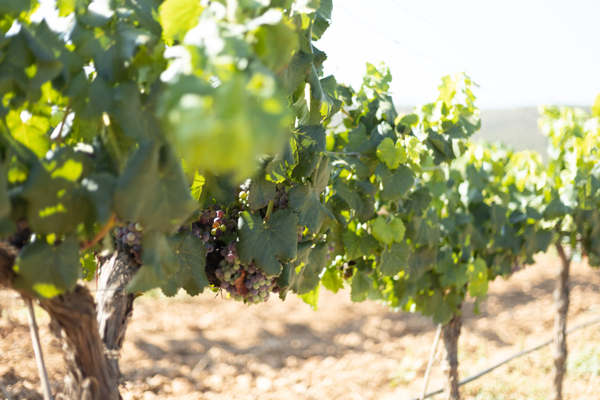 Bobal vines on the Vegamar estate