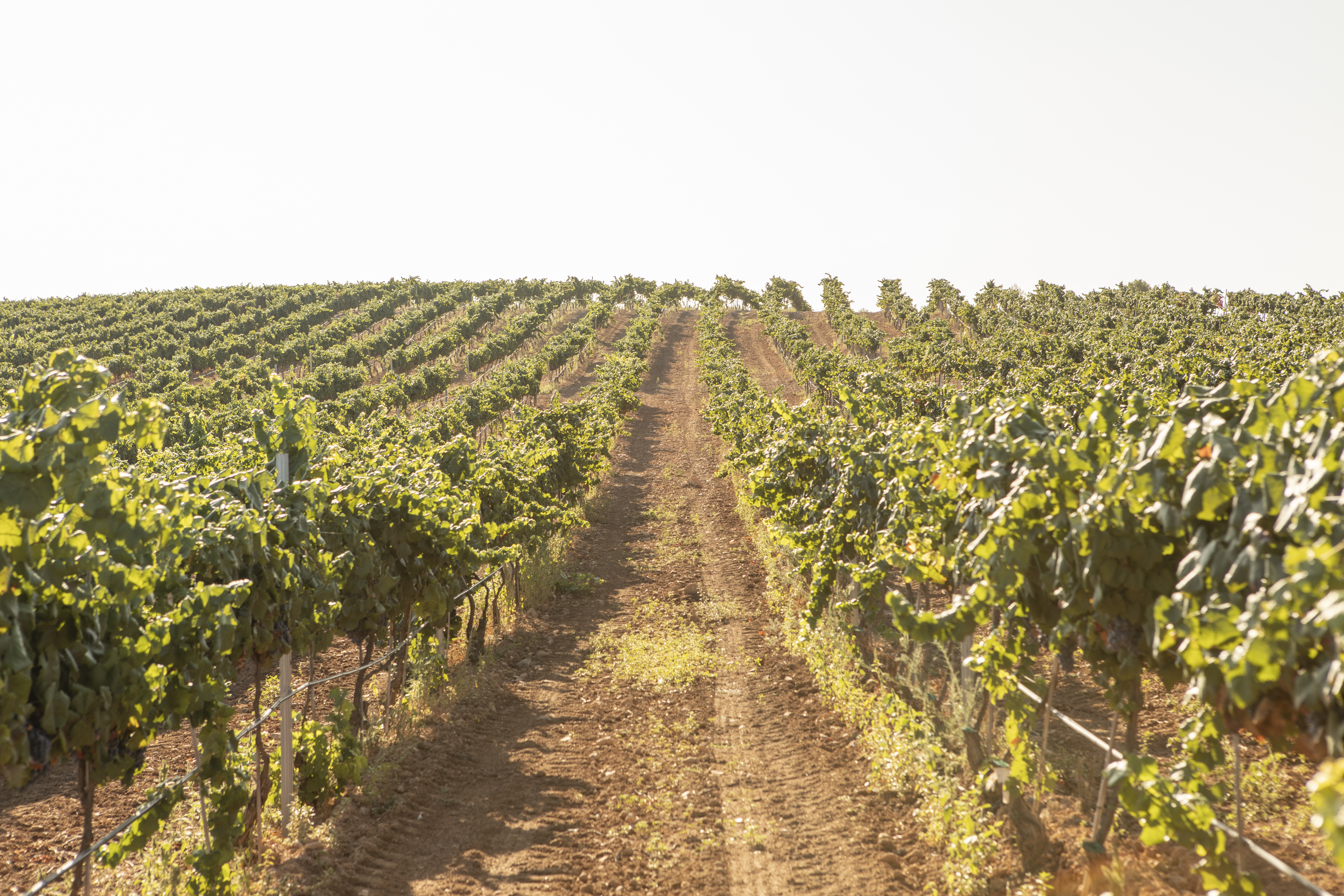 Vegamar vineyard in daylight